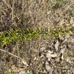 Grevillea sp. at Jerrabomberra, NSW - 10 Sep 2022