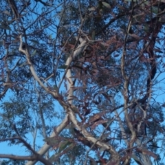 Eucalyptus mannifera subsp. mannifera at Bungendore, NSW - 11 Sep 2022