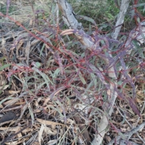 Eucalyptus mannifera subsp. mannifera at Bungendore, NSW - 11 Sep 2022