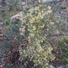 Clematis leptophylla (Small-leaf Clematis, Old Man's Beard) at Bungendore, NSW - 11 Sep 2022 by clarehoneydove