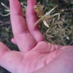 Clematis leptophylla at Bungendore, NSW - 11 Sep 2022 05:50 PM