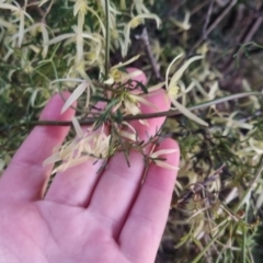 Clematis leptophylla at Bungendore, NSW - 11 Sep 2022