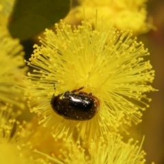 Ditropidus sp. (genus) (Leaf beetle) at ANBG - 11 Sep 2022 by TimL