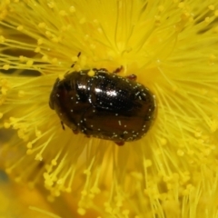 Ditropidus sp. (genus) at Acton, ACT - 11 Sep 2022