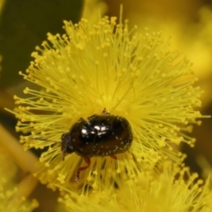 Ditropidus sp. (genus) at Acton, ACT - 11 Sep 2022