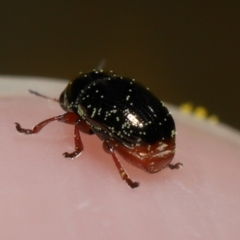 Ditropidus sp. (genus) at Acton, ACT - 11 Sep 2022 10:26 AM