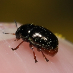 Ditropidus sp. (genus) at Acton, ACT - 11 Sep 2022 10:26 AM