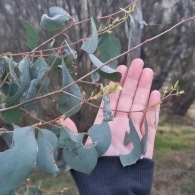 Eucalyptus dives (Broad-leaved Peppermint) at Bungendore, NSW - 11 Sep 2022 by clarehoneydove