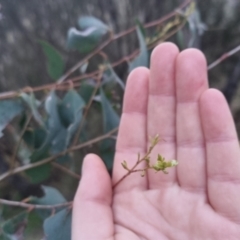 Eucalyptus dives at Bungendore, NSW - 11 Sep 2022 05:32 PM