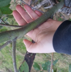 Eucalyptus dives at Bungendore, NSW - 11 Sep 2022 05:32 PM