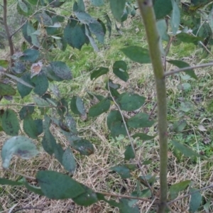 Eucalyptus dives at Bungendore, NSW - 11 Sep 2022 05:32 PM