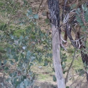 Eucalyptus dives at Bungendore, NSW - 11 Sep 2022 05:32 PM