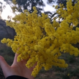 Acacia dealbata at Bungendore, NSW - 11 Sep 2022 05:46 PM