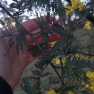 Acacia dealbata at Bungendore, NSW - 11 Sep 2022 05:46 PM