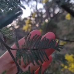 Acacia dealbata at Bungendore, NSW - 11 Sep 2022 05:46 PM