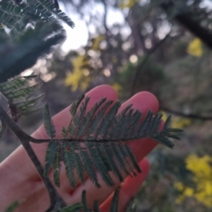 Acacia dealbata at Bungendore, NSW - 11 Sep 2022 05:46 PM