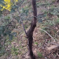 Acacia dealbata at Bungendore, NSW - 11 Sep 2022