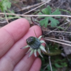 Taraxacum sp. at Bungendore, NSW - 11 Sep 2022