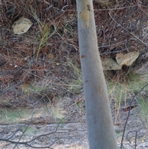 Eucalyptus mannifera at Bungendore, NSW - 11 Sep 2022 05:08 PM