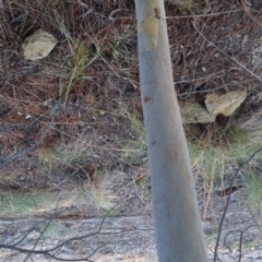 Eucalyptus mannifera (Brittle Gum) at Bungendore, NSW - 11 Sep 2022 by clarehoneydove