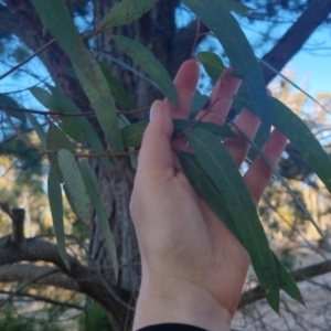 Eucalyptus mannifera at Bungendore, NSW - 11 Sep 2022