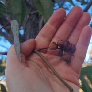 Eucalyptus mannifera at Bungendore, NSW - 11 Sep 2022