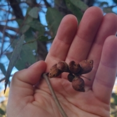 Eucalyptus mannifera at Bungendore, NSW - 11 Sep 2022 05:08 PM