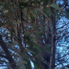 Eucalyptus mannifera at Bungendore, NSW - 11 Sep 2022