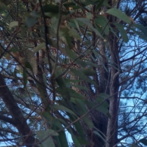 Eucalyptus mannifera at Bungendore, NSW - 11 Sep 2022