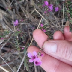 Tetratheca bauerifolia (Heath Pink-bells) at Bungendore, NSW - 11 Sep 2022 by clarehoneydove