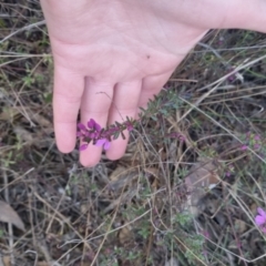 Tetratheca bauerifolia at Bungendore, NSW - 11 Sep 2022 04:50 PM