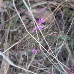 Tetratheca bauerifolia at Bungendore, NSW - 11 Sep 2022