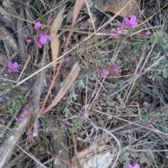 Tetratheca bauerifolia at Bungendore, NSW - 11 Sep 2022 04:50 PM