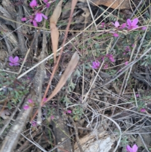 Tetratheca bauerifolia at Bungendore, NSW - 11 Sep 2022 04:50 PM