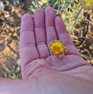 Leucochrysum albicans at Bungendore, NSW - 11 Sep 2022