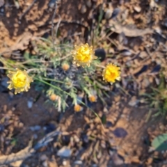 Leucochrysum albicans at Bungendore, NSW - 11 Sep 2022