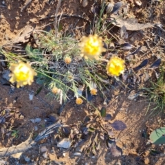Leucochrysum albicans at Bungendore, NSW - 11 Sep 2022