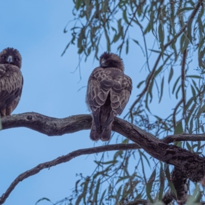 Hieraaetus morphnoides (Little Eagle) at ANBG - 12 Sep 2022 by MattM