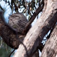 Podargus strigoides (Tawny Frogmouth) at ANBG - 12 Sep 2022 by MattM