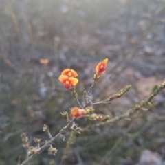 Dillwynia sericea (Egg And Bacon Peas) at Bungendore, NSW - 11 Sep 2022 by clarehoneydove