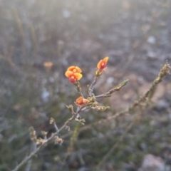 Dillwynia sericea at Bungendore, NSW - 11 Sep 2022