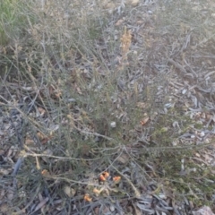 Dillwynia sericea at Bungendore, NSW - 11 Sep 2022 05:05 PM