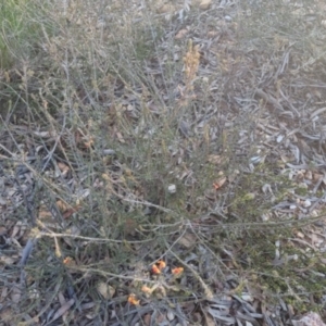 Dillwynia sericea at Bungendore, NSW - 11 Sep 2022
