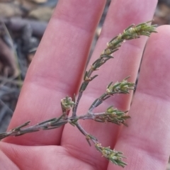 Dillwynia sericea at Bungendore, NSW - 11 Sep 2022