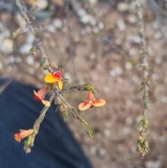 Dillwynia sericea at Bungendore, NSW - 11 Sep 2022