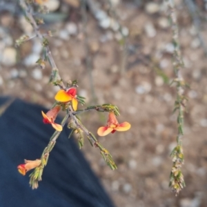 Dillwynia sericea at Bungendore, NSW - 11 Sep 2022 05:05 PM