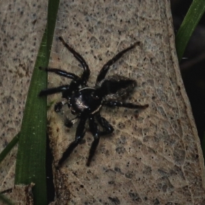 Jotus sp. (genus) at Forde, ACT - 31 Aug 2022