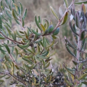 Persoonia rigida at Bungendore, NSW - 11 Sep 2022