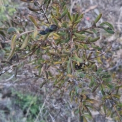 Persoonia rigida at Bungendore, NSW - 11 Sep 2022