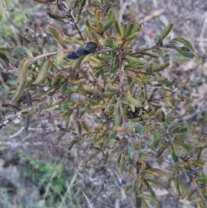 Persoonia rigida at Bungendore, NSW - 11 Sep 2022